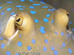 blue spotted stingray by Pan Chua 